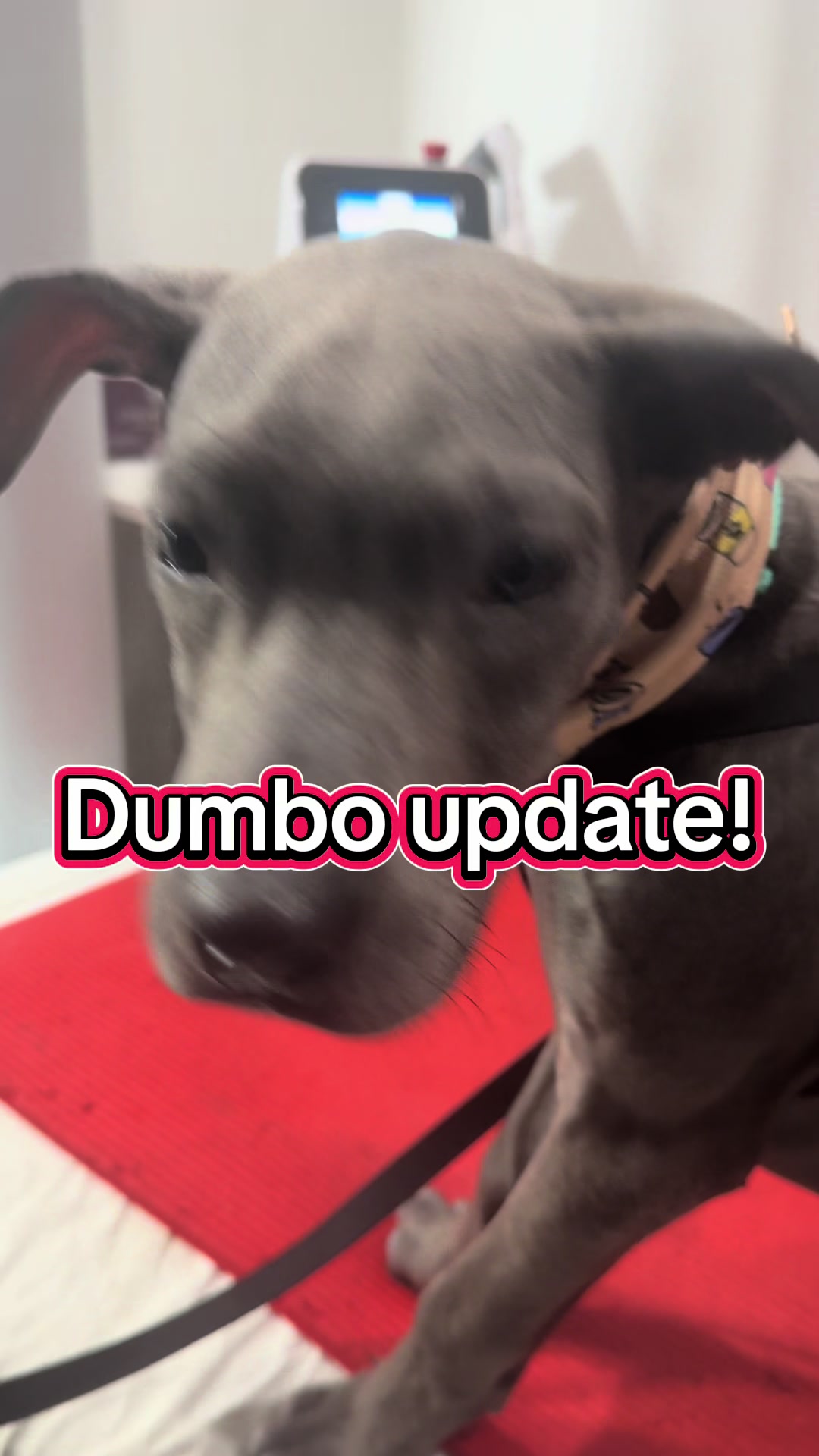 @ArfitDogRehabFitness