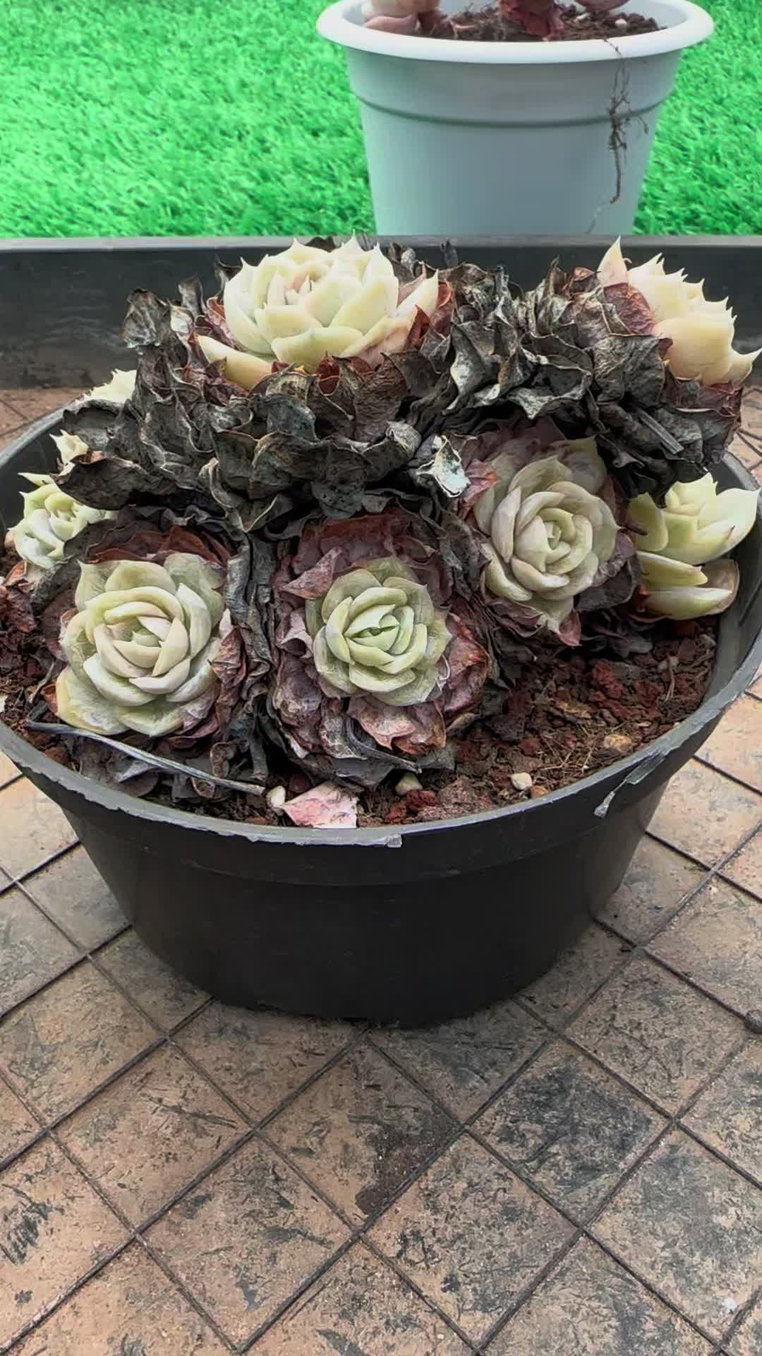 @LushSuccs