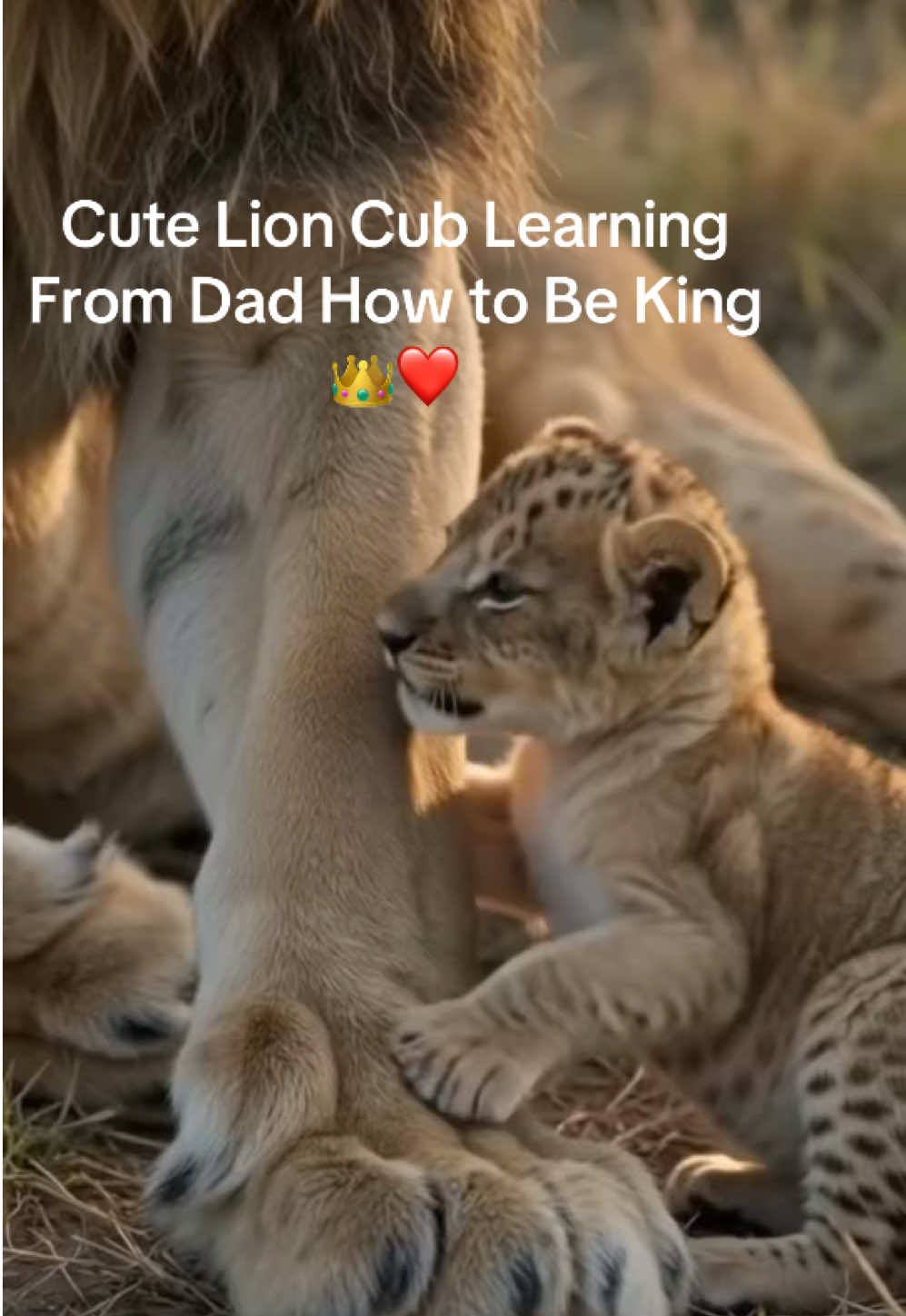 @KJ@LoveAnimalsEpicNature