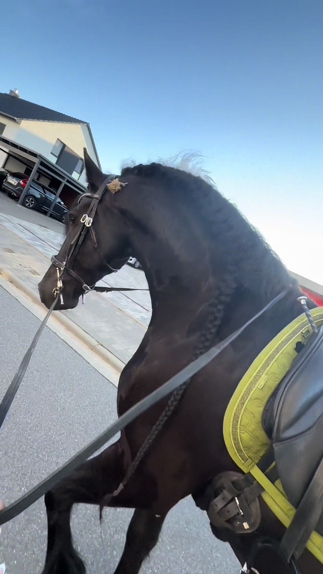 @Horses