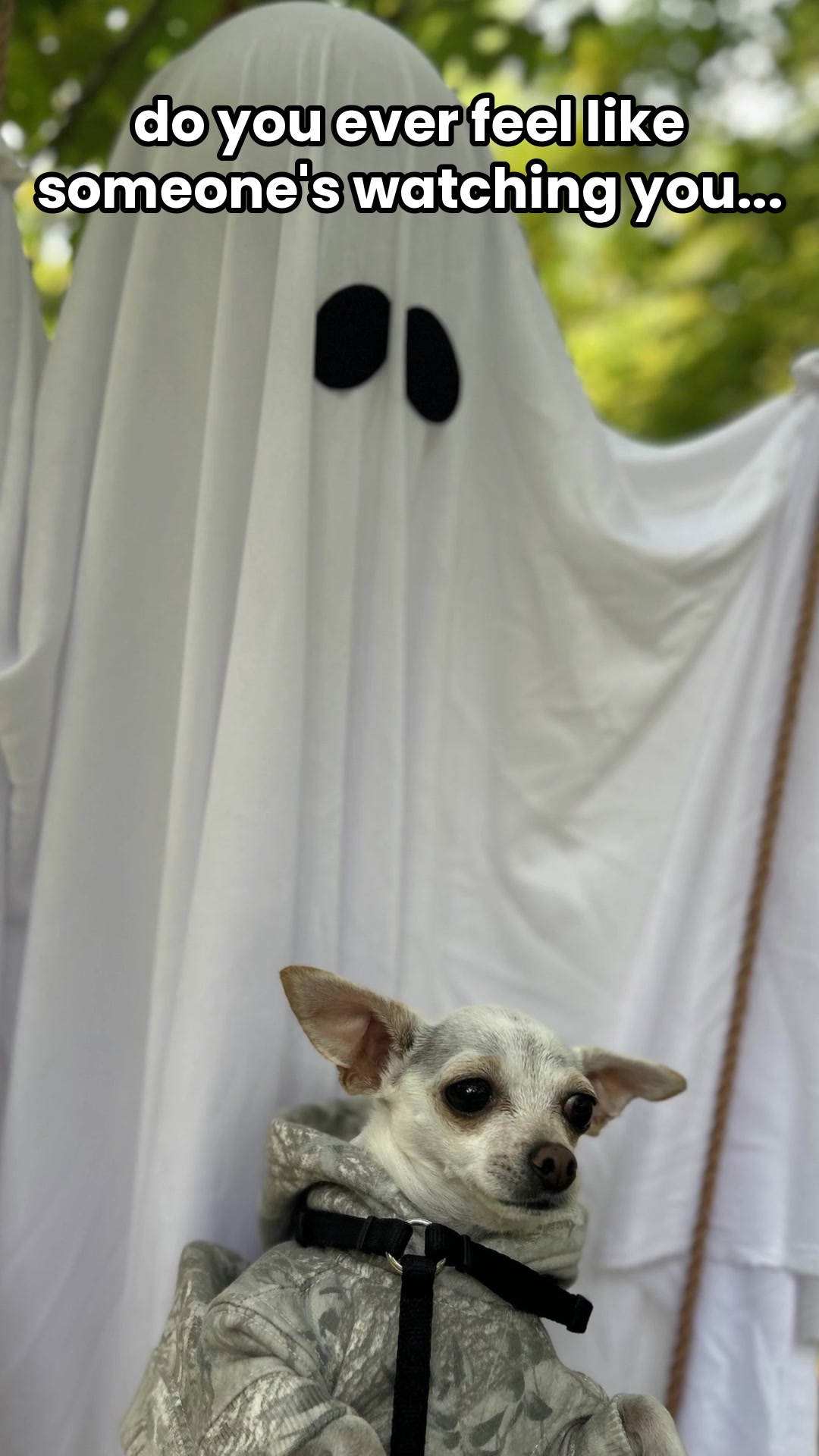 @TBD the Rescue Chihuahua