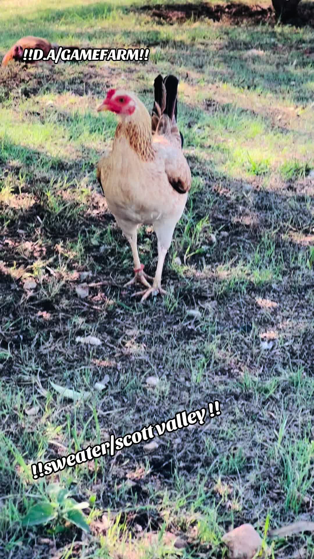@DAgamefarm
