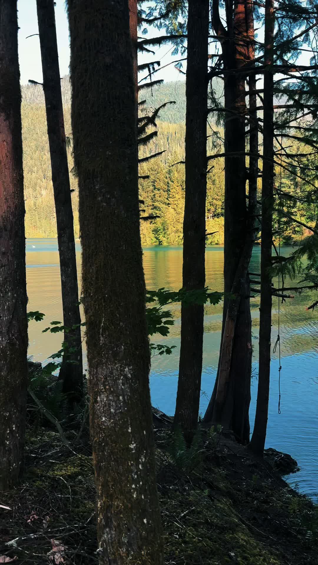 @🌲 James | WA 🏔️