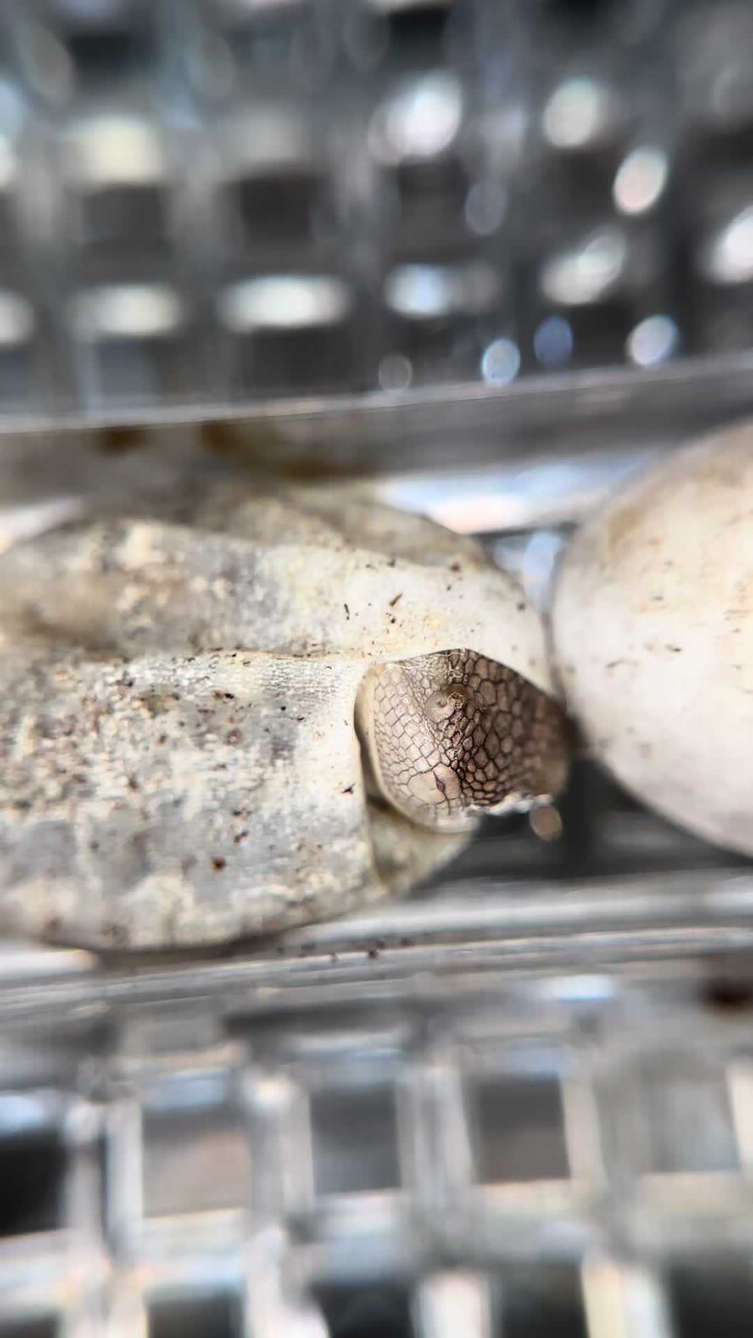 @reptile_garage