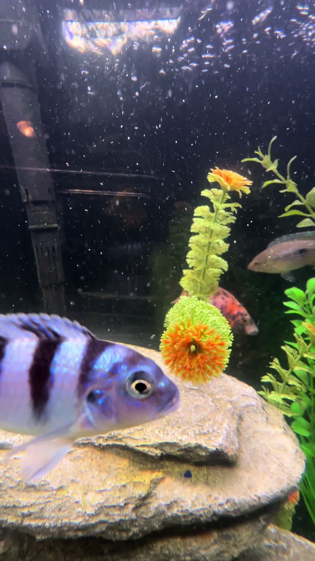 @Cichlid Chief
