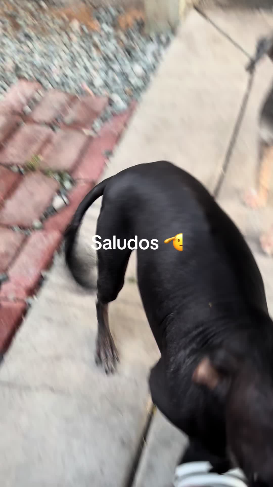 @Elcharitoopemex