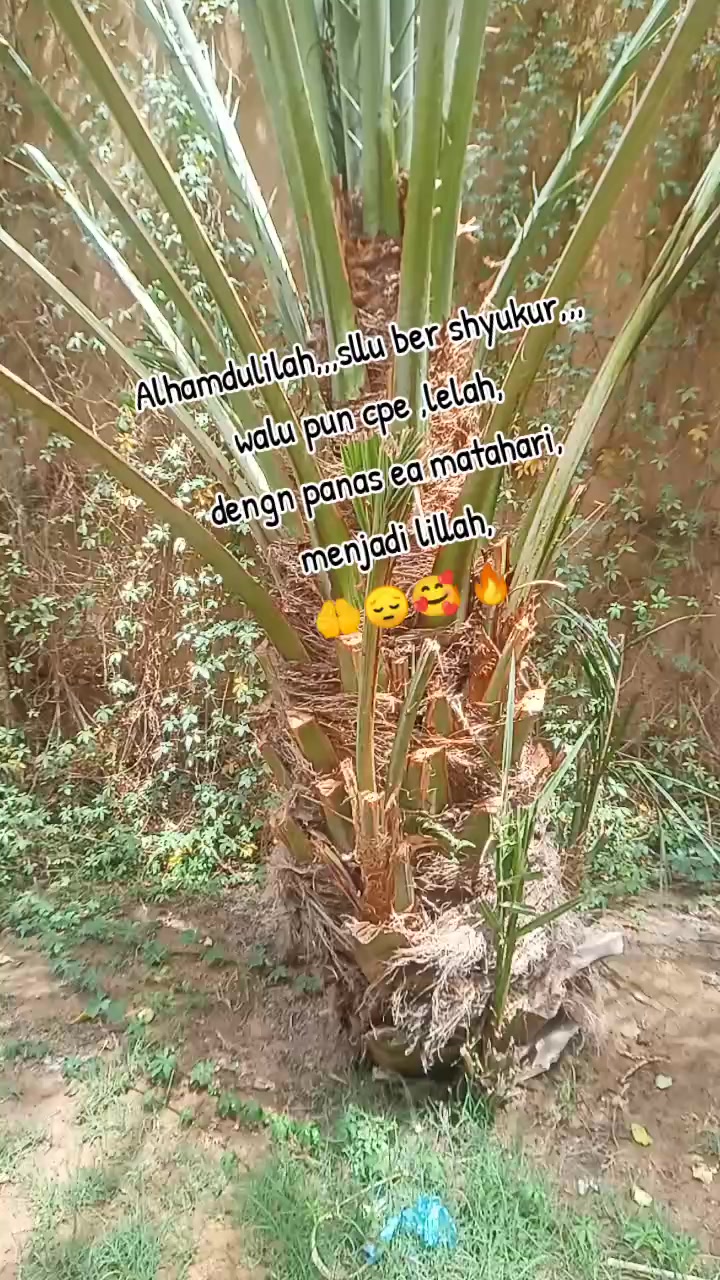 @🅿️utri tunggal Krw'🆖
