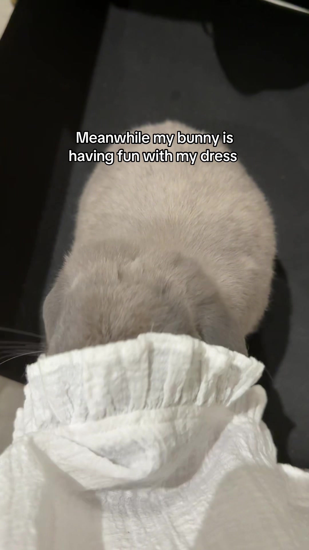 @Buzz the Bunny