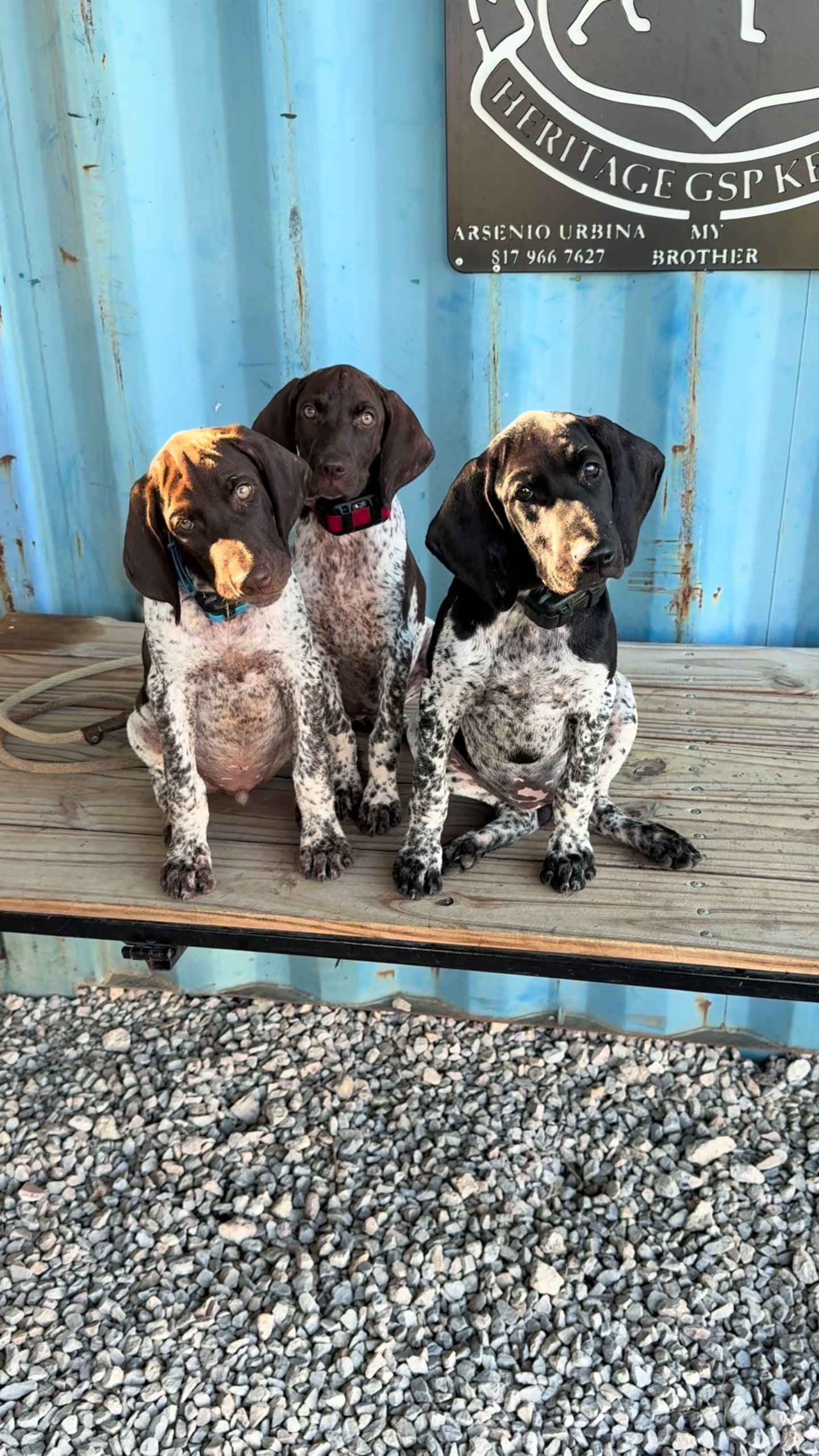 @heritagegspkennels