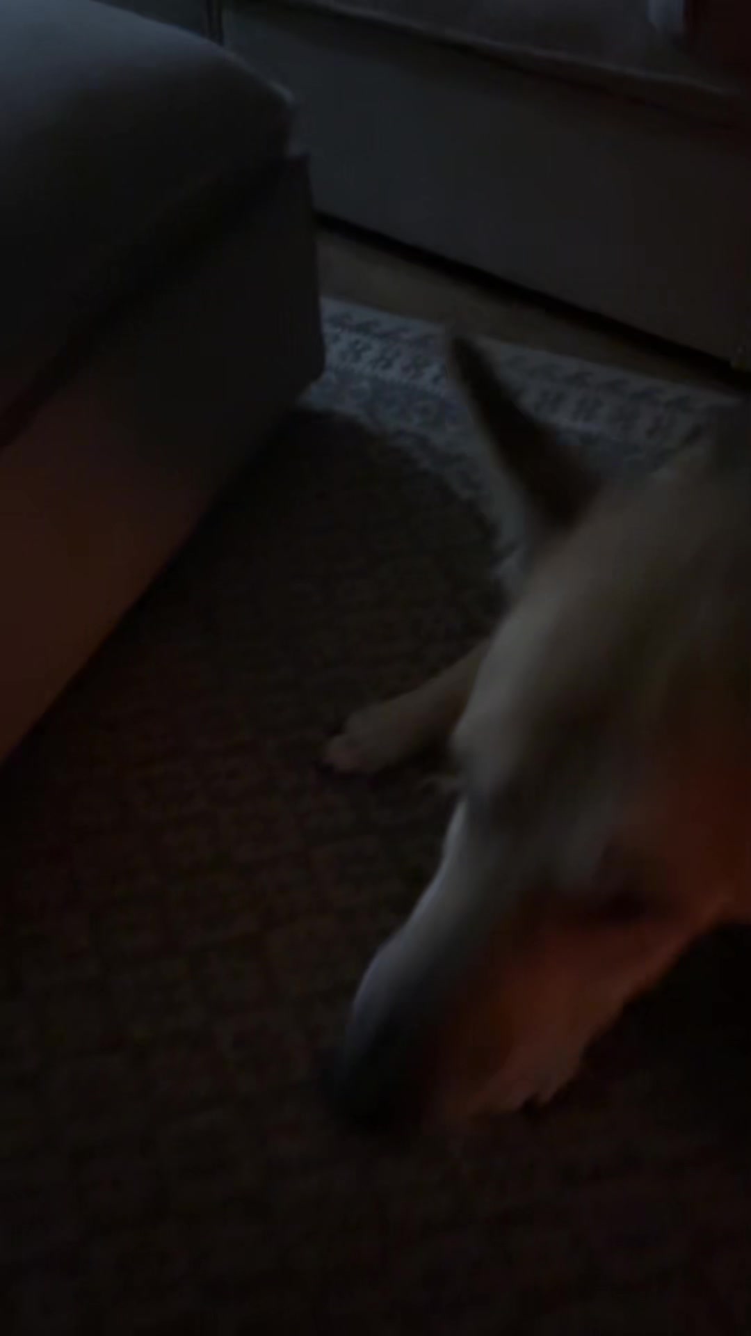 @T-Dogtocrazzy