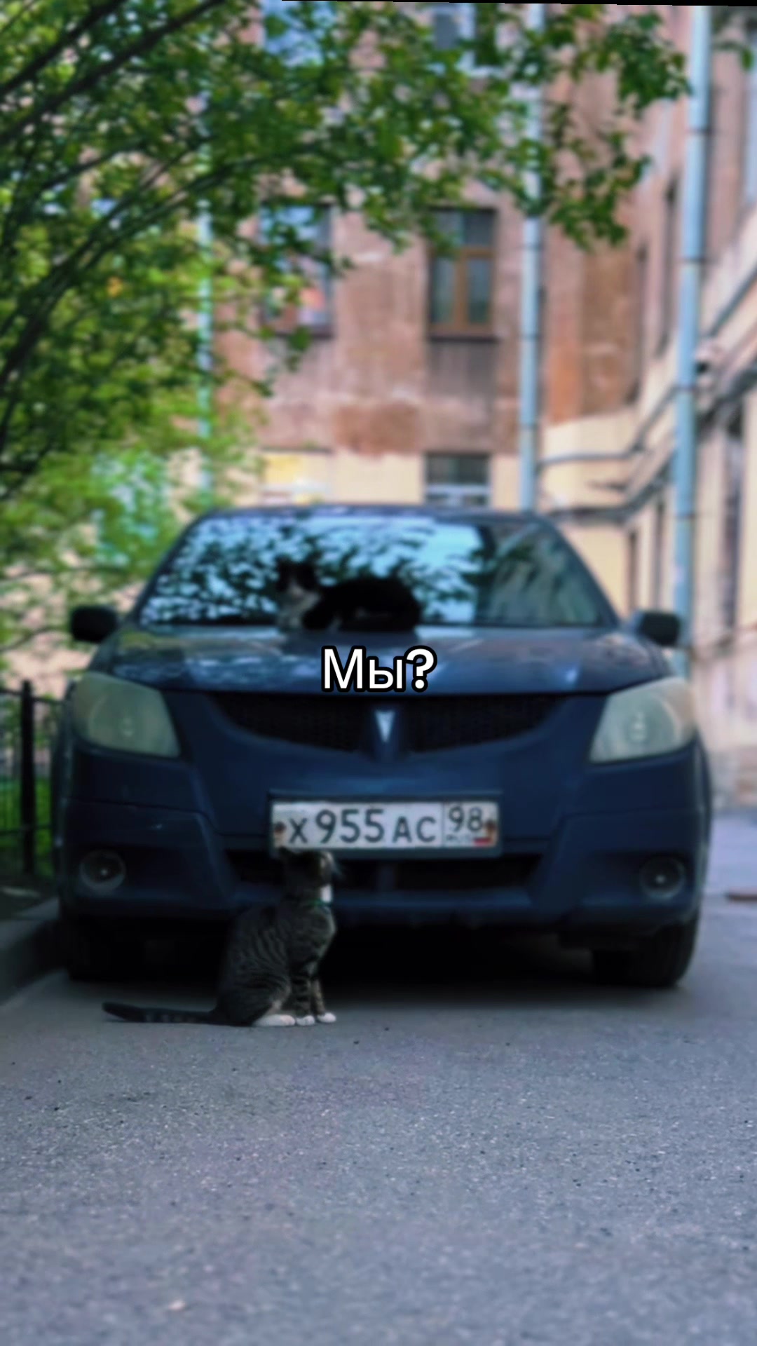 @тгк:психокошка