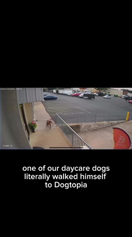 @Dogtopia