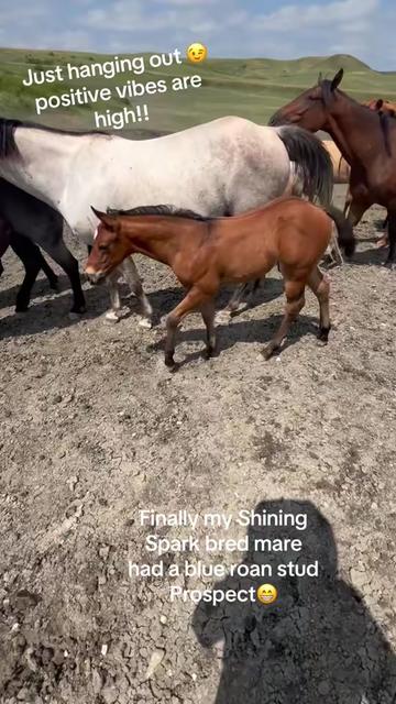 @TSQuarterHorses