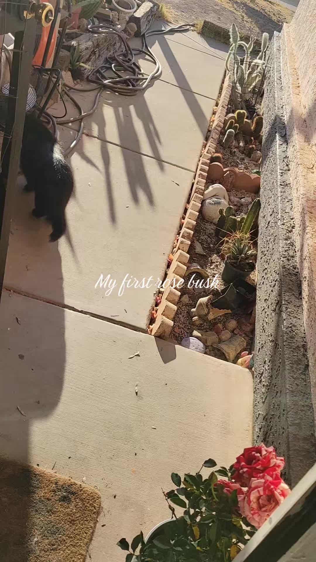 @cactifam