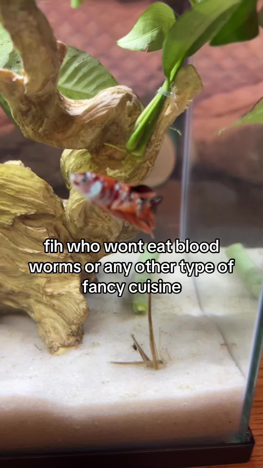 @betta fish