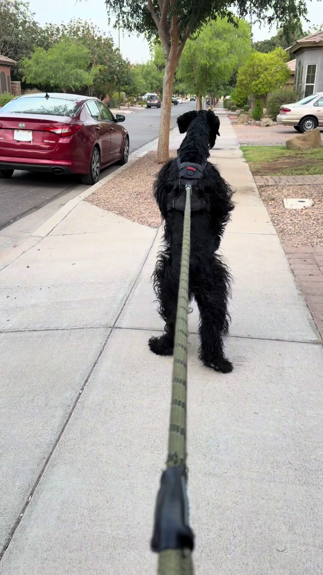@Fiona Walks