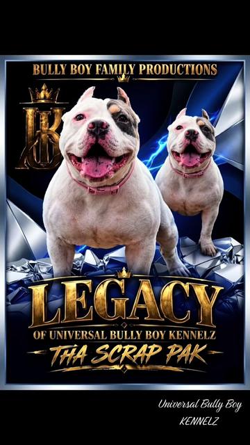 @BULLY BOY FAMILY PRODUCTIONS