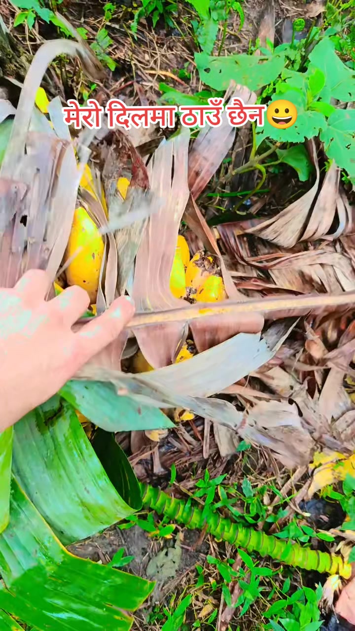 @BG.gtm