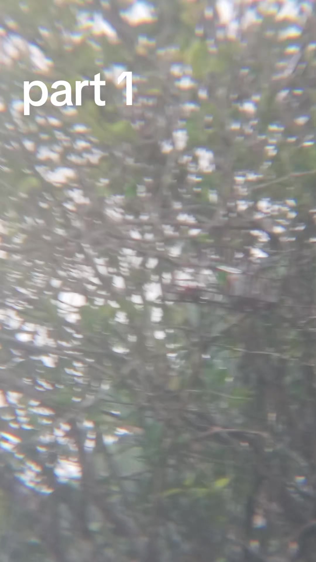 @Srindit kaltara 🦜