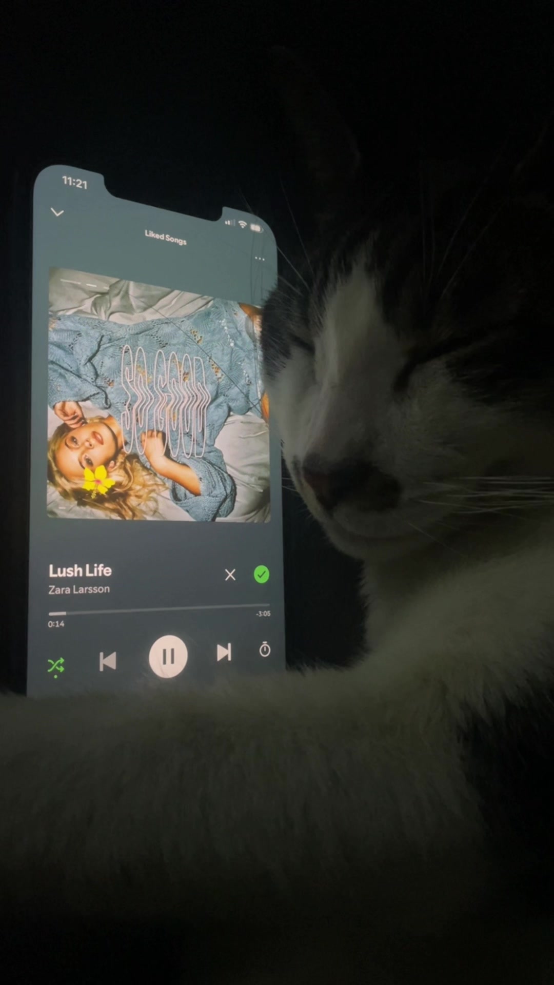@sleepycatwithmusic