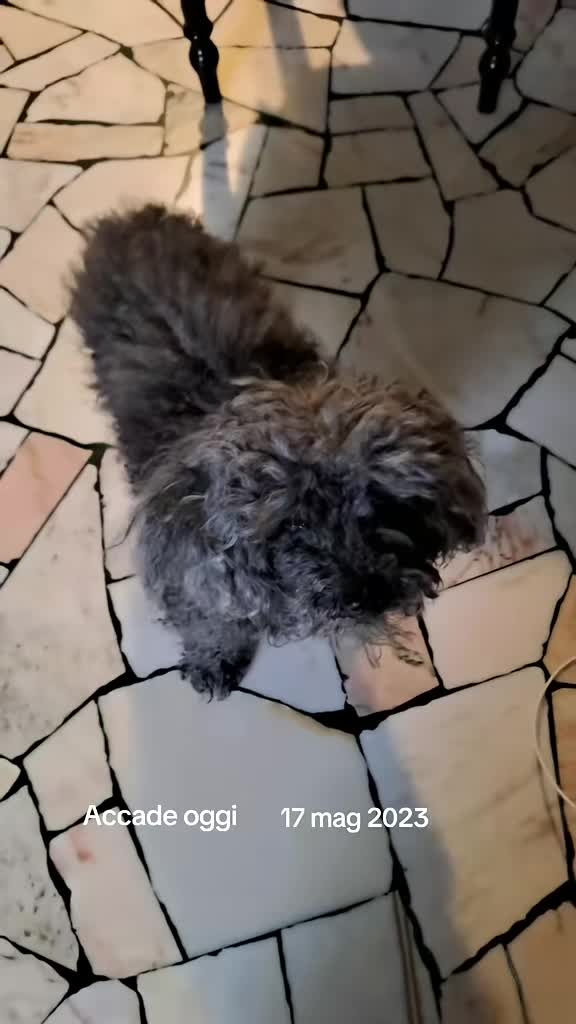 @Isobel ❤️ Pandora & SkifoGatti