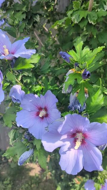 @FlowersFliss (Felicity)