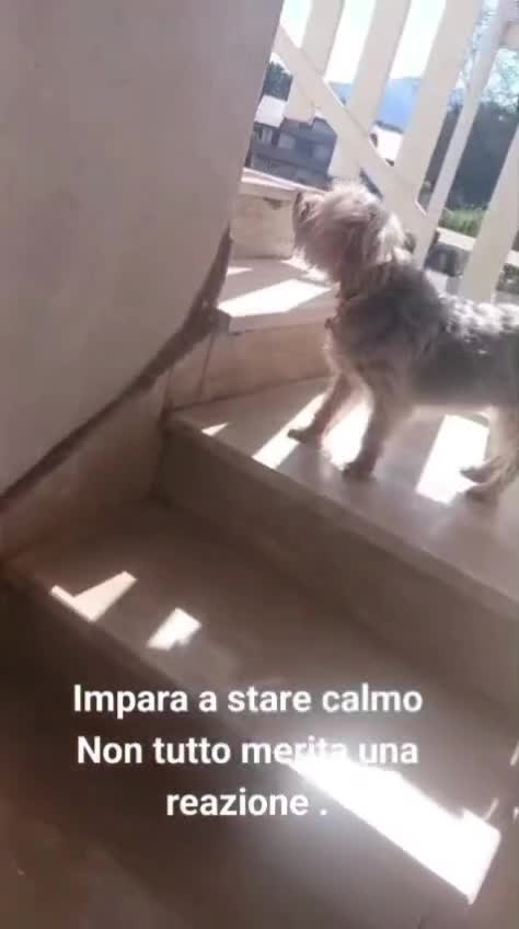@ELETTRA L'ANIMALISTA