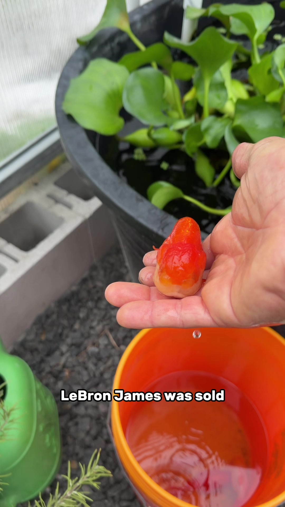 @The Goldfish Guy