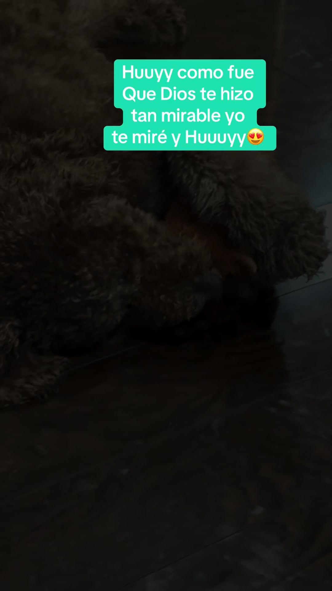 @Reyna y Churro 🐶😍