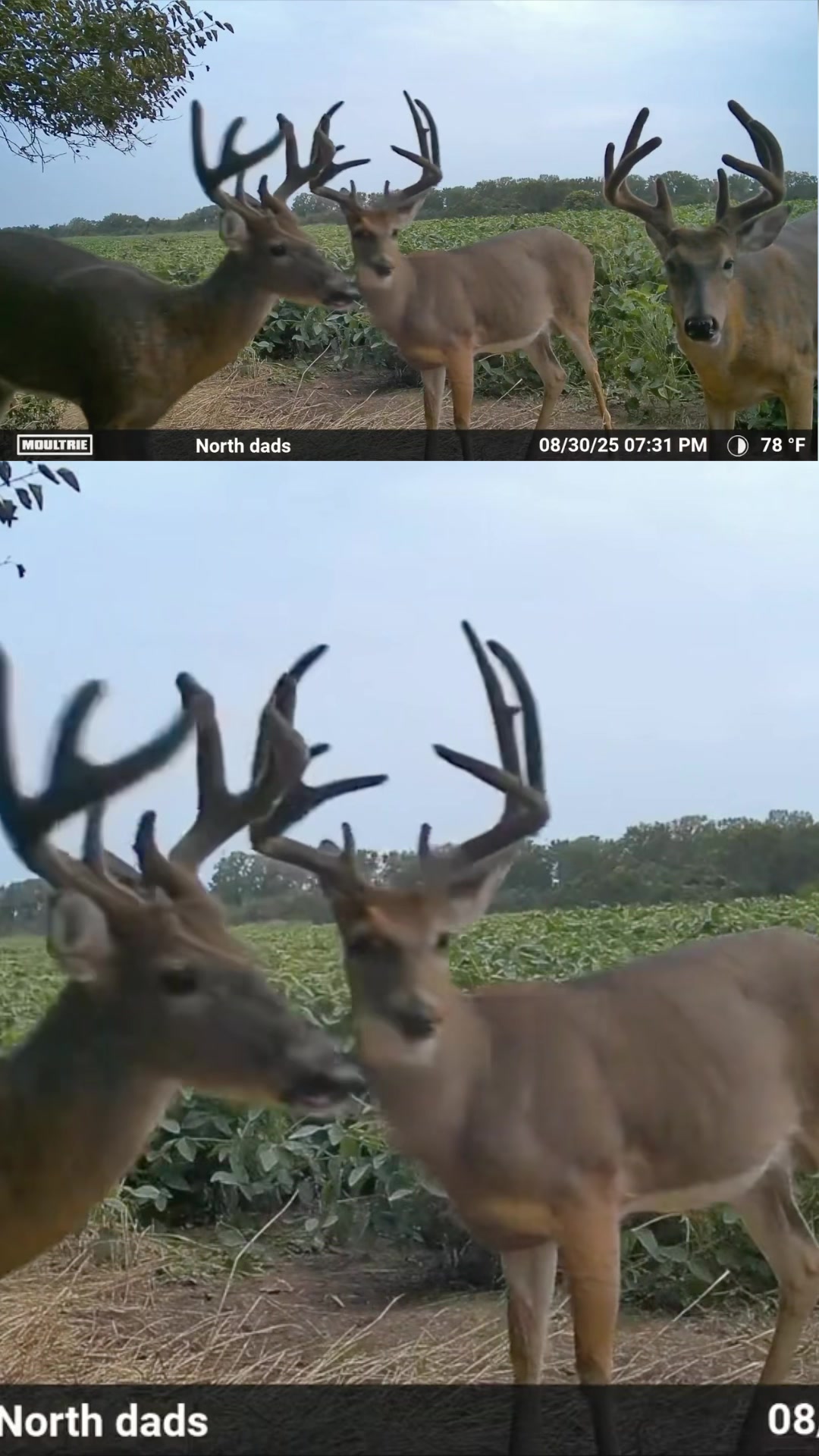 @Moultrie