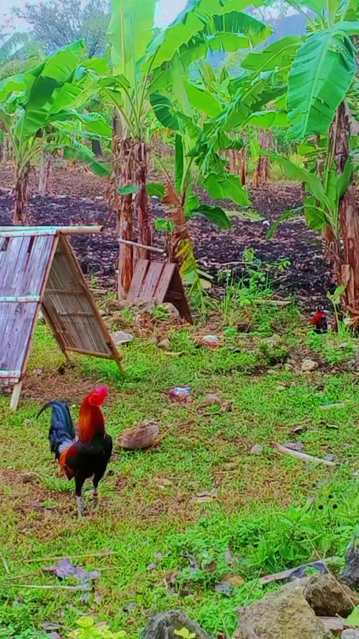 @BONALNOKK🐓