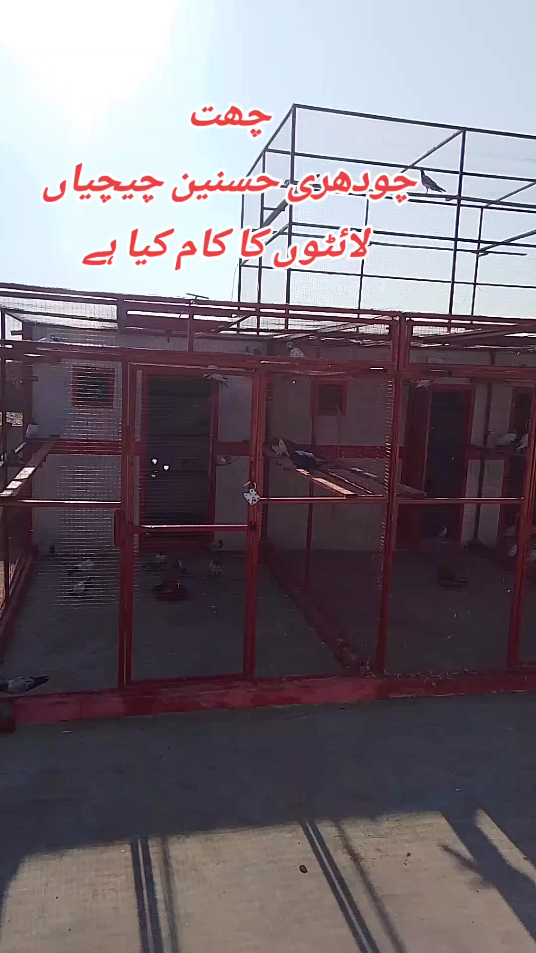 @Pigeons Cages maker 💞