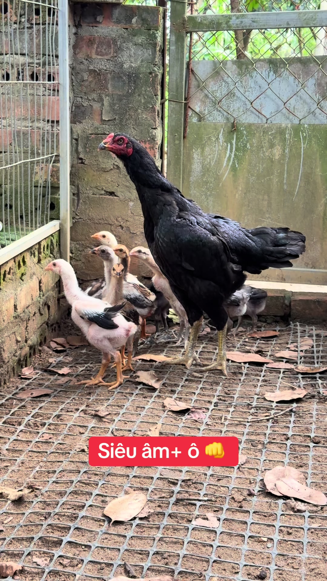 @Quyền Ba V&igrave;