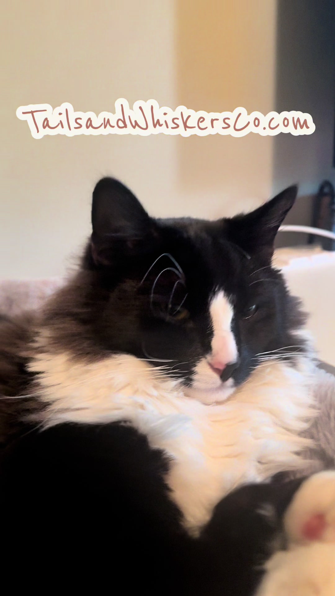 @TailsandWhiskersCo