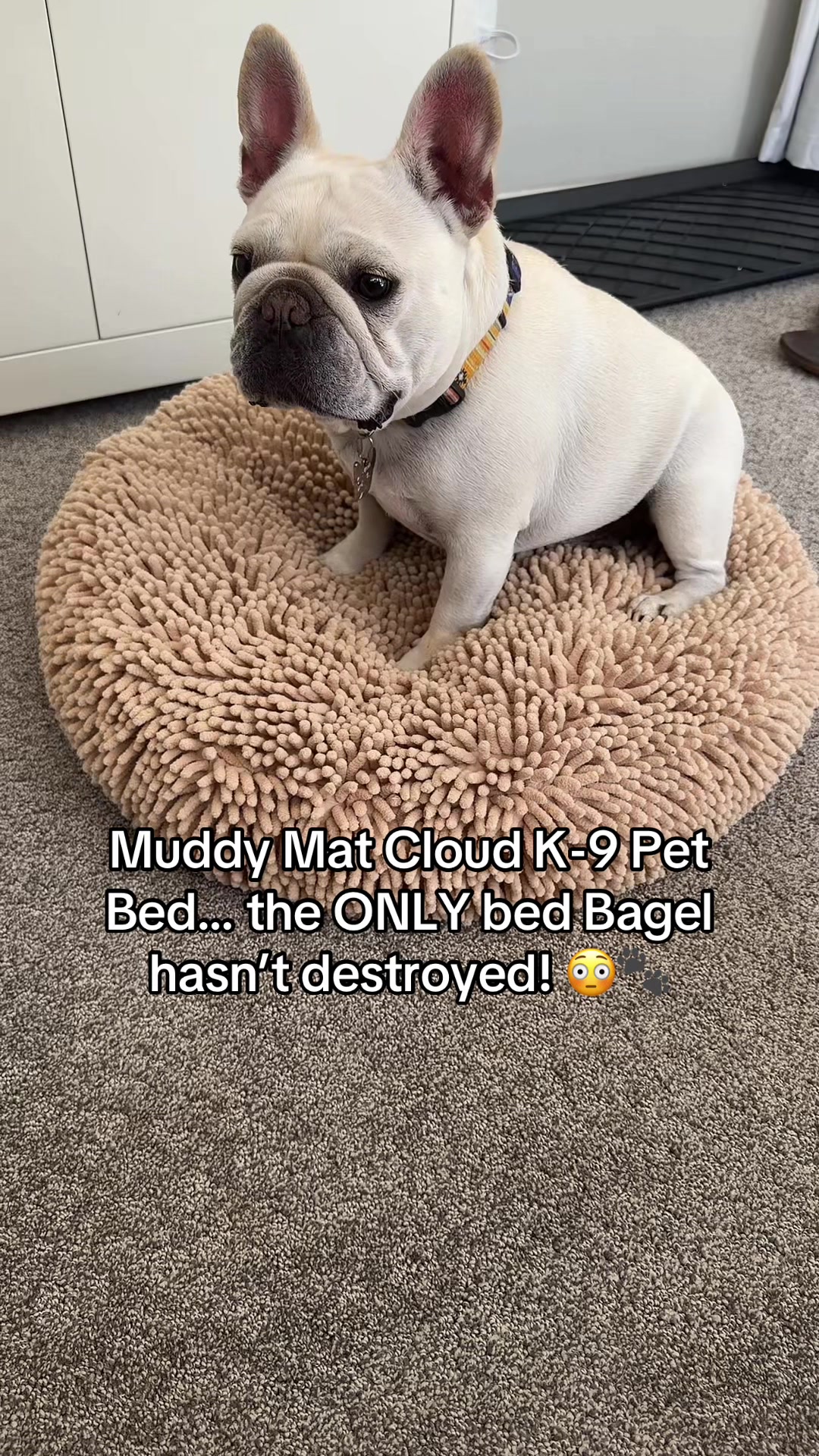 @Bagel the OG Frenchie