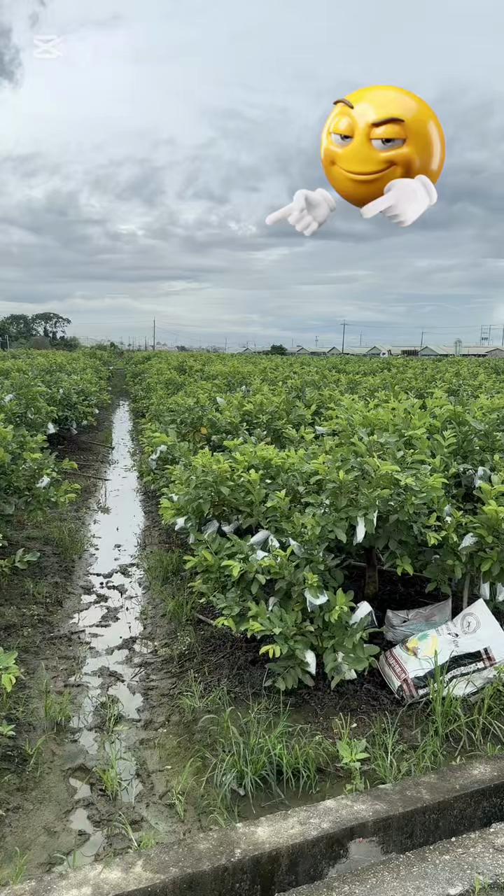 @滿幸福果園
