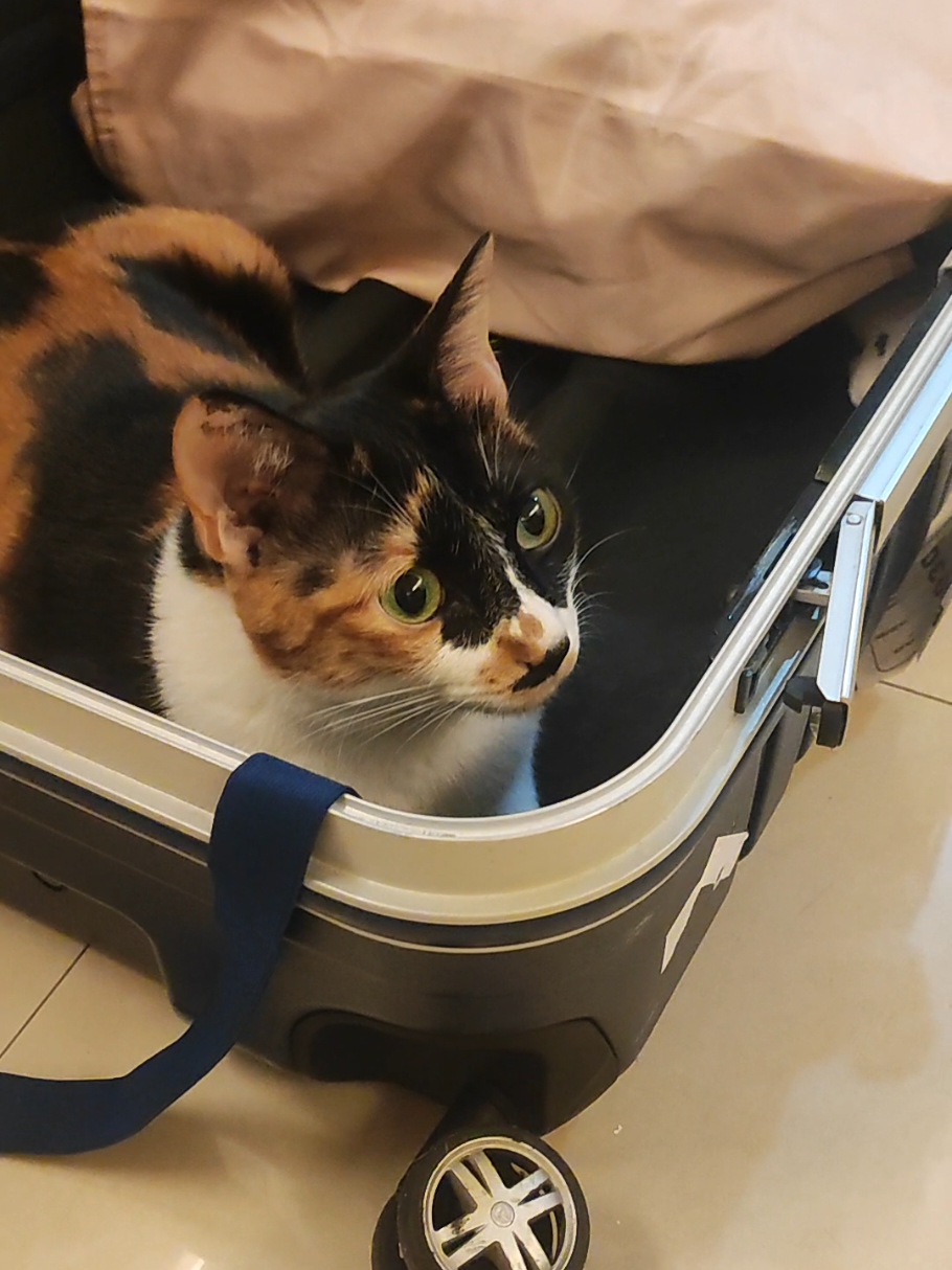 @三貓老爹