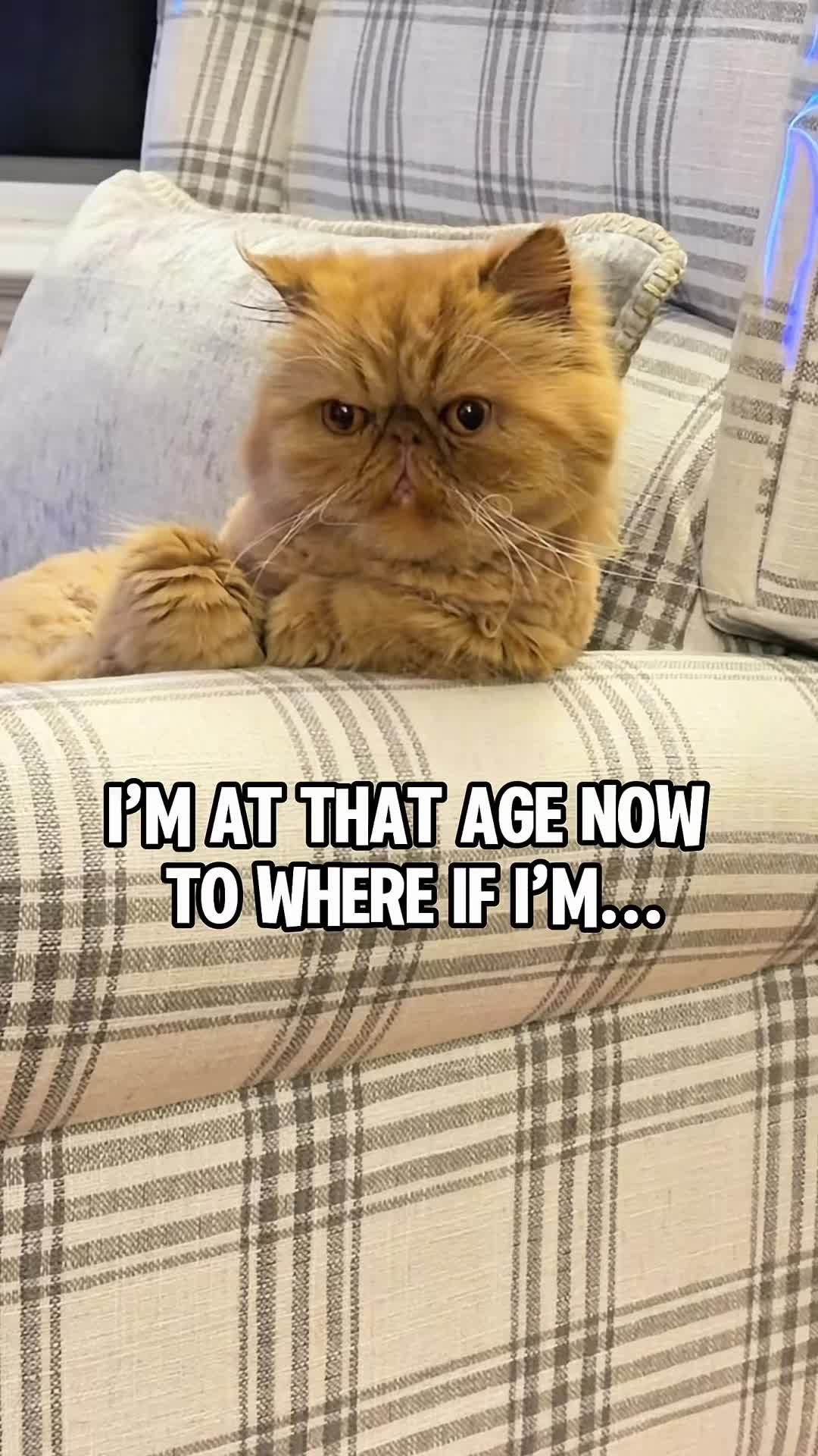 @Walter Bishop The Cat