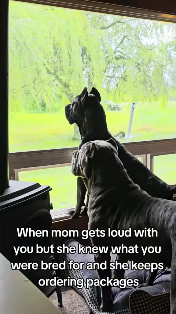 @SalmonCreekCaneCorso