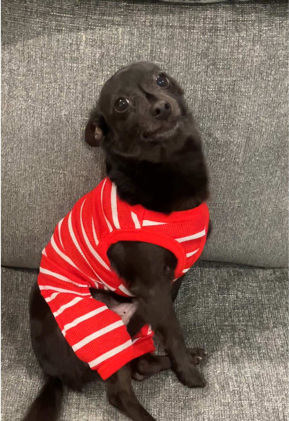 @Blackjack_Chihuahua