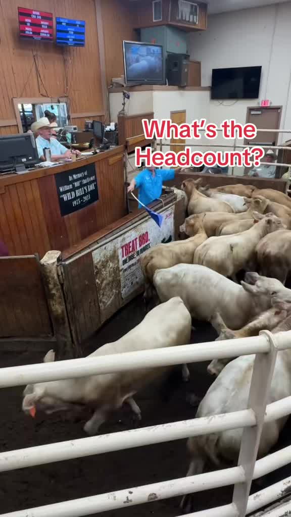 @Cattlemen’s Livestock Market