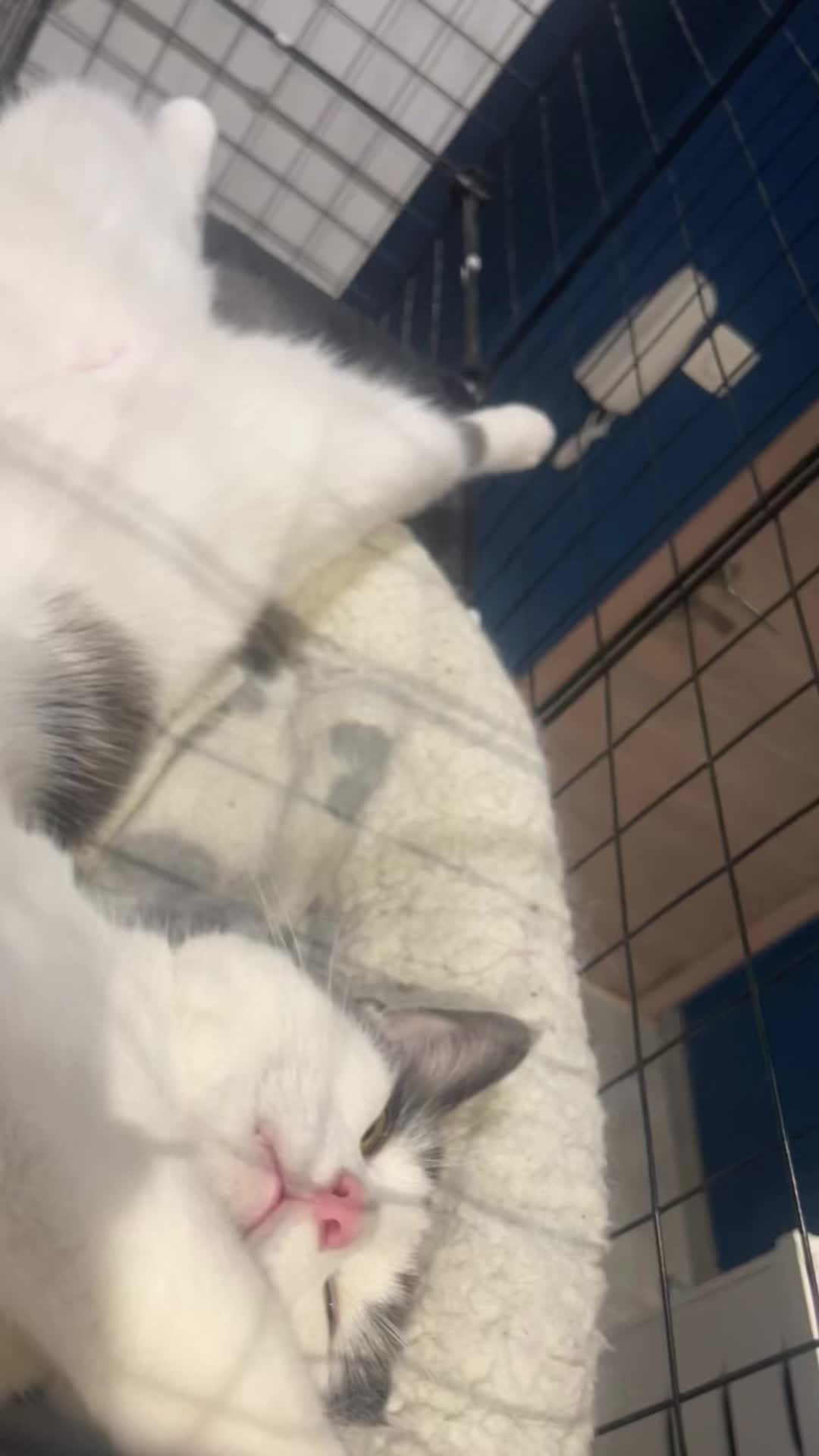 @ronnie_the_cat_be 💎