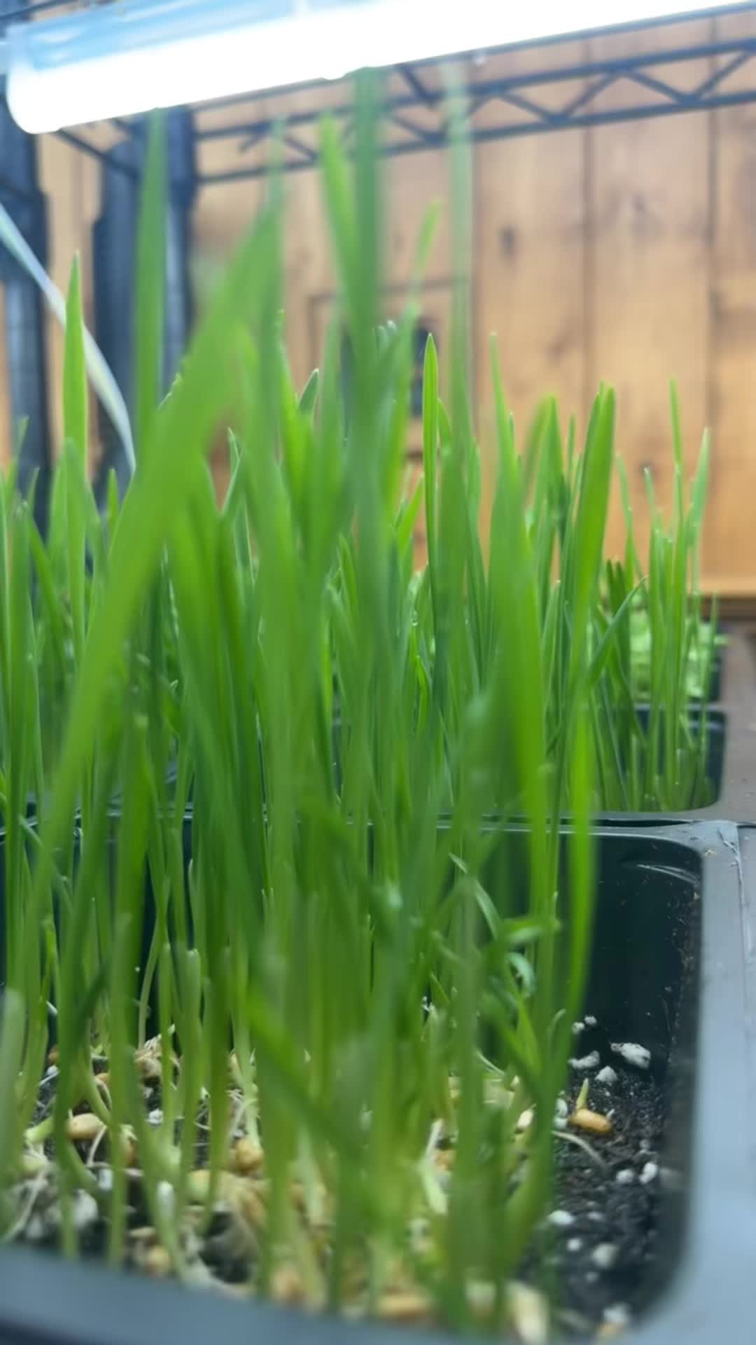 @Local Grown