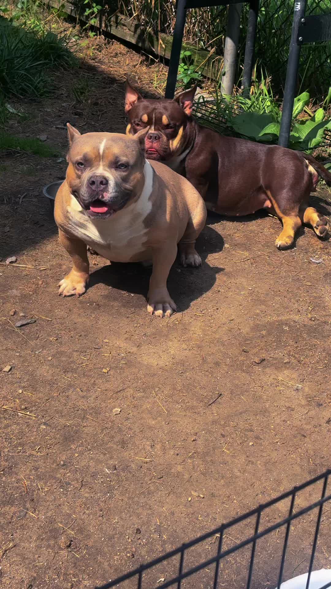 @NoCapBullys