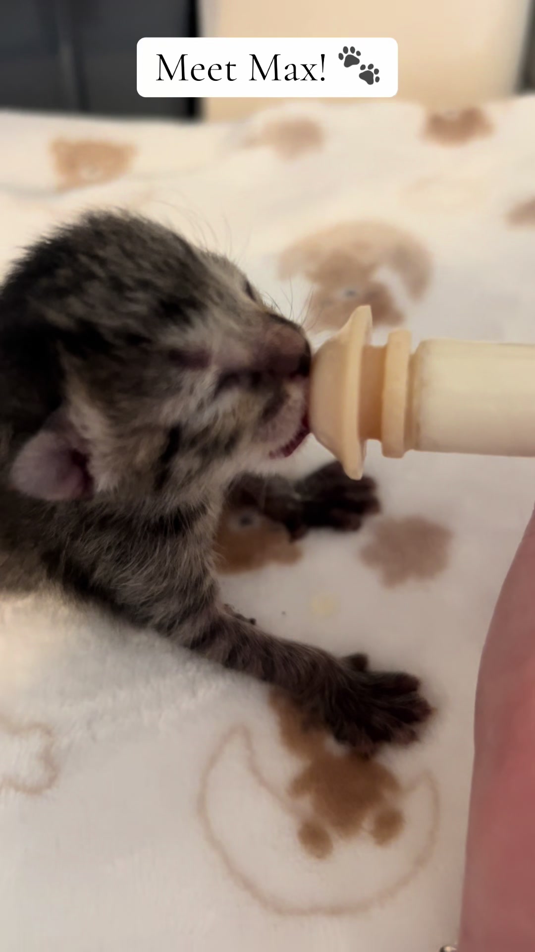 @Kitten.mama