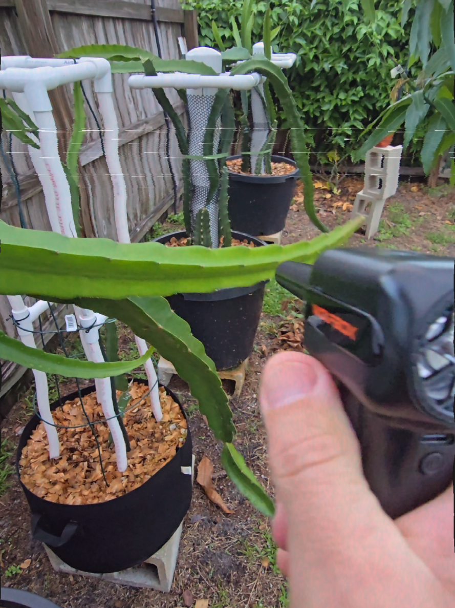 @Space Coast Dragon Fruit