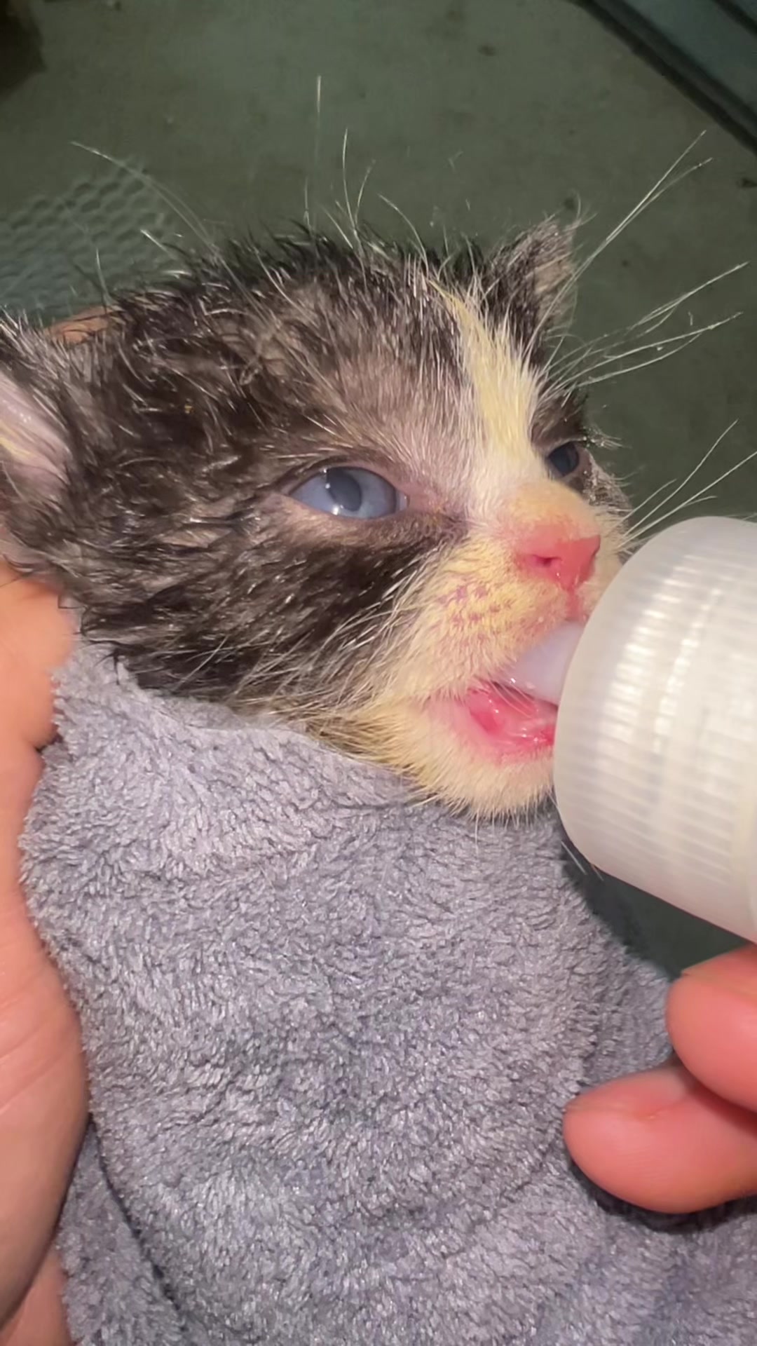 @Soothing Cats😻