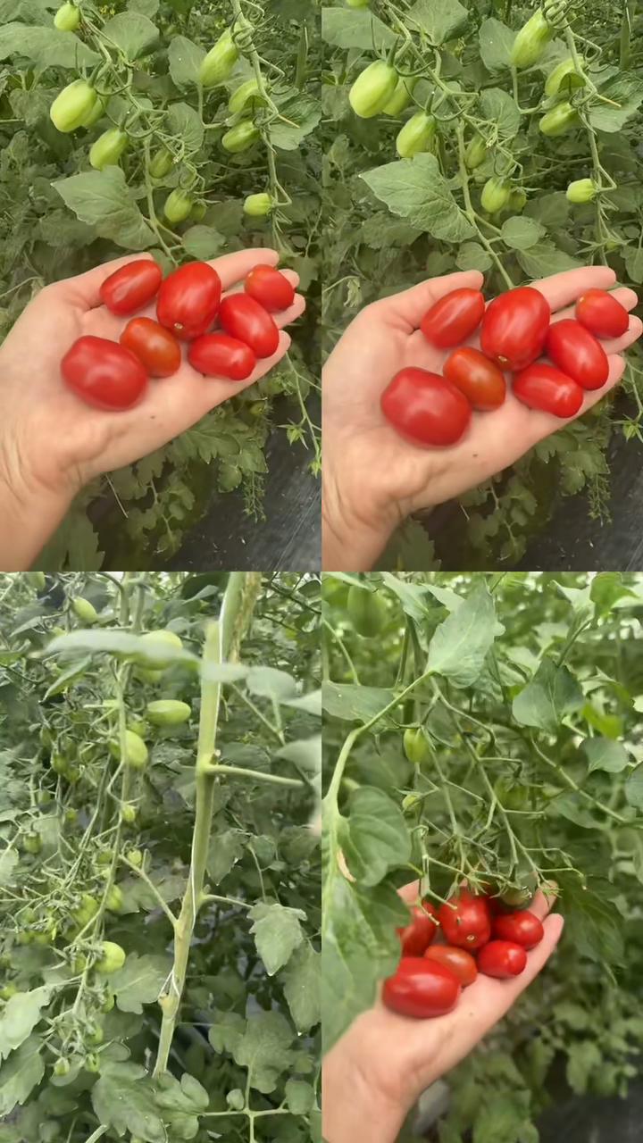 @26 соток