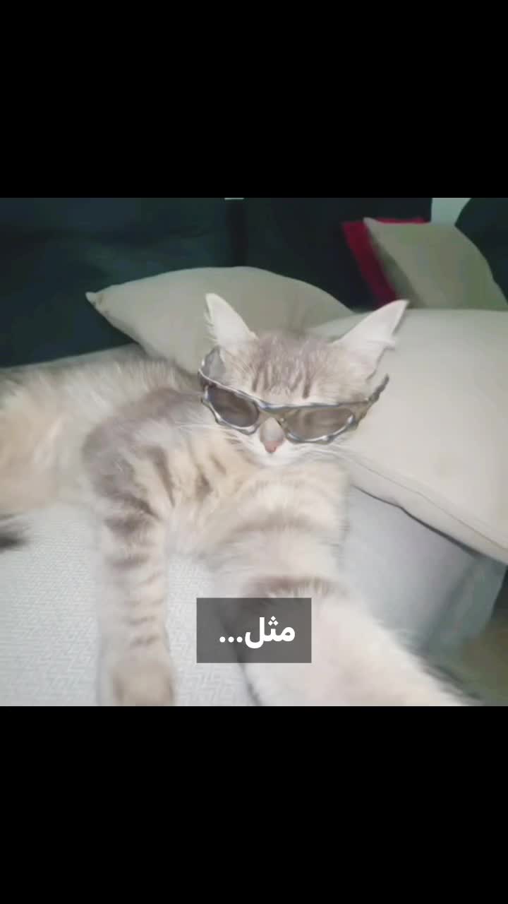 @𝖕𝖊𝖗𝖘𝖎𝖆𝖓 𝖌𝖎𝖗𝖑🐈⬛🎱