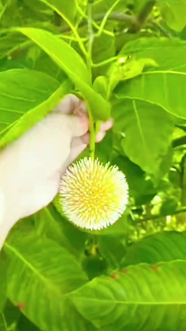 @🇧🇩🤲™®💫তানাজুল ইসলাম🤲🇦🇪